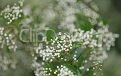 Background of little white flowers blooming bush