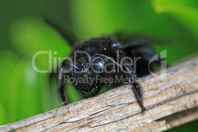 Black hornet bee in the garden