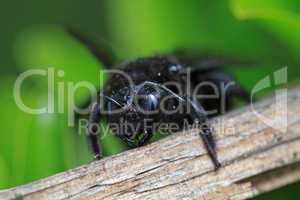 Black hornet bee in the garden