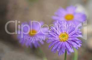 Background soft violet blue beautiful flowers