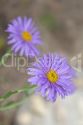 Background soft violet blue beautiful flowers