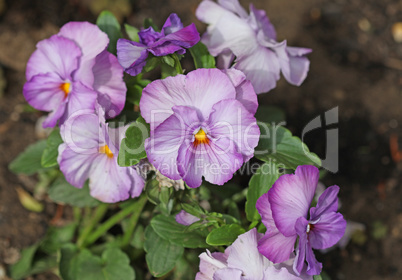 Pansy flower plant natural background