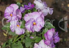 Pansy flower plant natural background