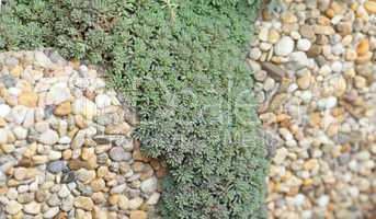 Fresh green plant on stone background
