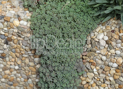 Fresh green plant on stone background