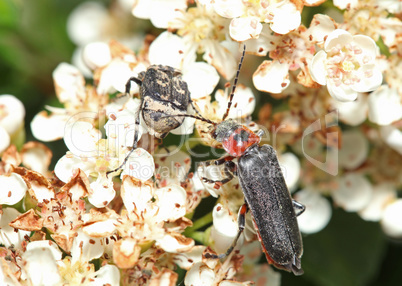 Black and red bug on white flower