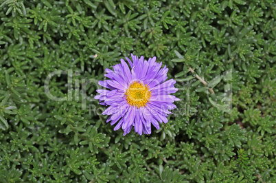 Single purple flower growing in the green