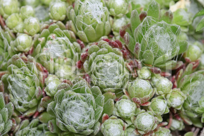 Green stonecrop close up in the summer