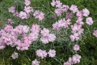 Pink carnation flowers blossoming in a garden