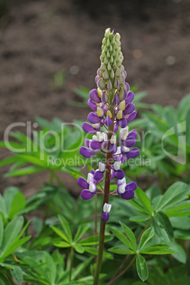 Purple and white lupine flower close-up