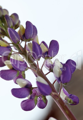 Purple and white lupine flower close-up