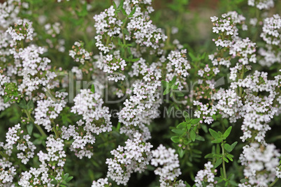 Background of little white flowers blooming bush