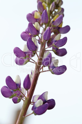 Purple and white lupine flower close-up