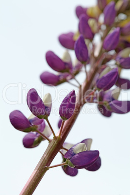 Purple and white lupine flower close-up