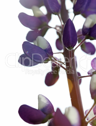 Purple and white lupine flower close-up