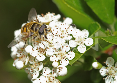 Bee on white flower with big eyes