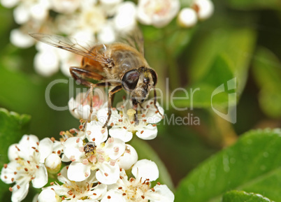 Bee on white flower with big eyes