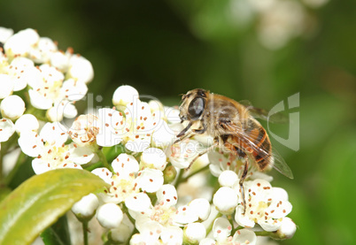 Bee on white flower with big eyes