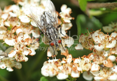 Fly on white flower with big eyes
