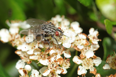 Fly on white flower with big eyes