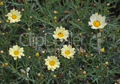 Yellow flowers are trembling in the wind