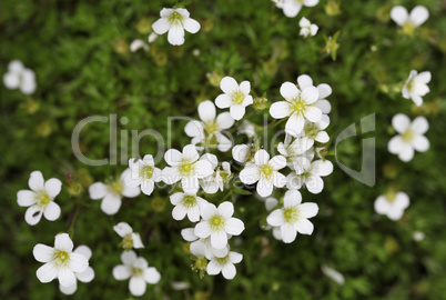 Background of little white flowers blooming bush