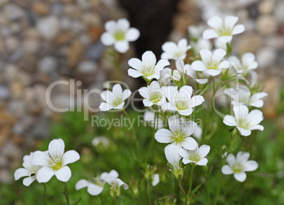 Little white flowers blooming bush