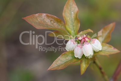 Blueberry buds and white flower on a bush