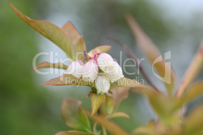 Blueberry buds and white flower on a bush