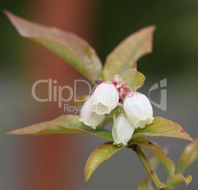Blueberry buds and white flower on a bush