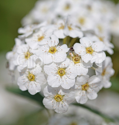 Little white flowers blooming bush