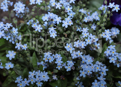 Blue little flowers close up