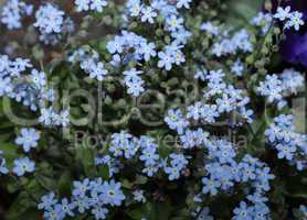 Blue little flowers close up