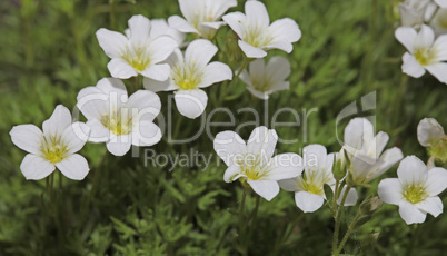 Little white flowers blooming bush