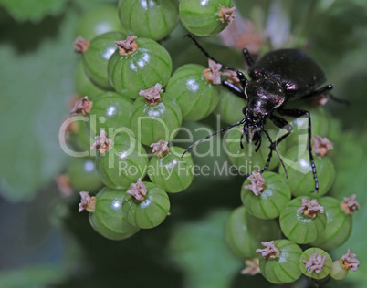 Green berries and a black bug