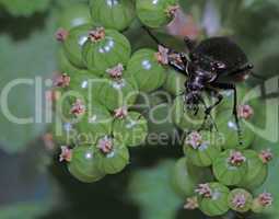 Green berries and a black bug