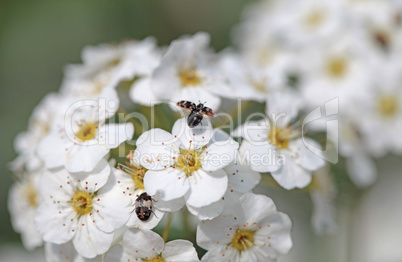 Little white flowers blooming bush