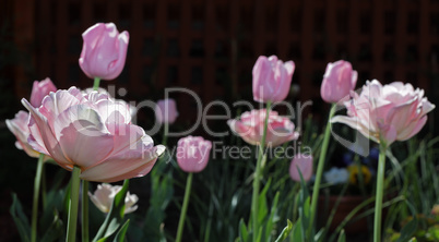 Low angle view of a field with beautiful pink tulips