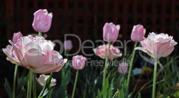 Low angle view of a field with beautiful pink tulips