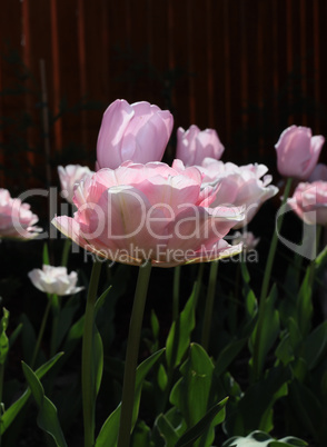 Low angle view of a field with beautiful pink tulips