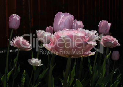 Low angle view of a field with beautiful pink tulips