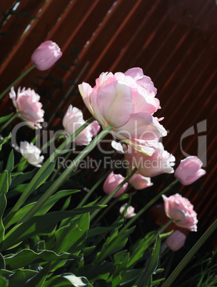 Low angle view of a field with beautiful pink tulips