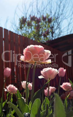 Low angle view of a field with beautiful pink tulips