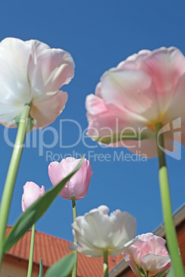 Low angle view of a field with beautiful pink tulips