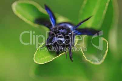 Black hornet bee in the garden