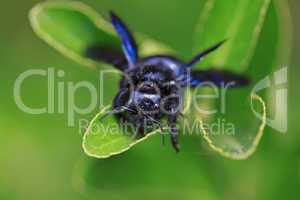 Black hornet bee in the garden