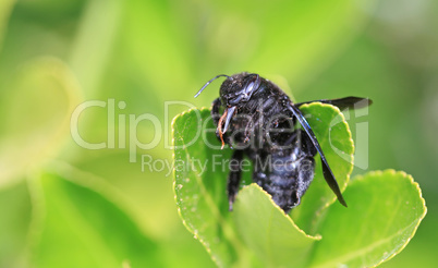 Black hornet bee in the garden