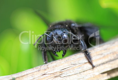 Black hornet bee in the garden