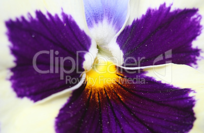 Tricolor pansy flower plant natural background