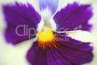 Tricolor pansy flower plant natural background